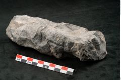 Foto (Seitenansicht) von Calamites communis Ettingshausen (NHMW-GEO-2024-0188-10967)